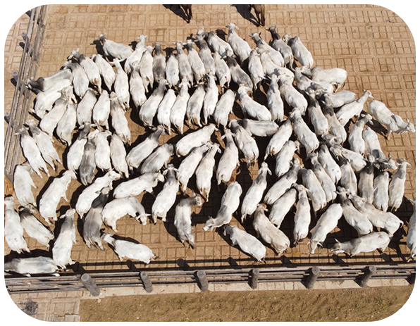 Estudos ambientais — foto 1